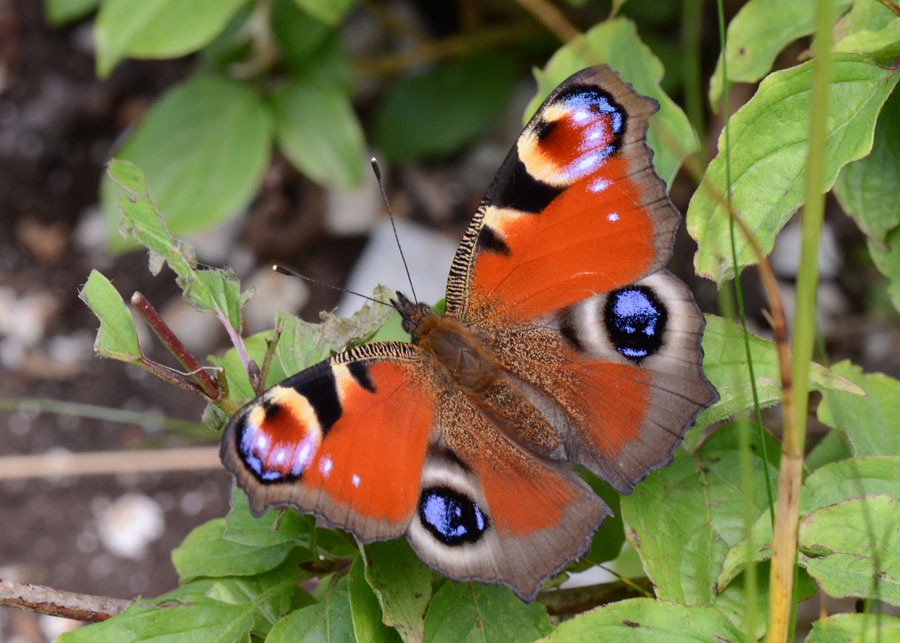 Aglais io